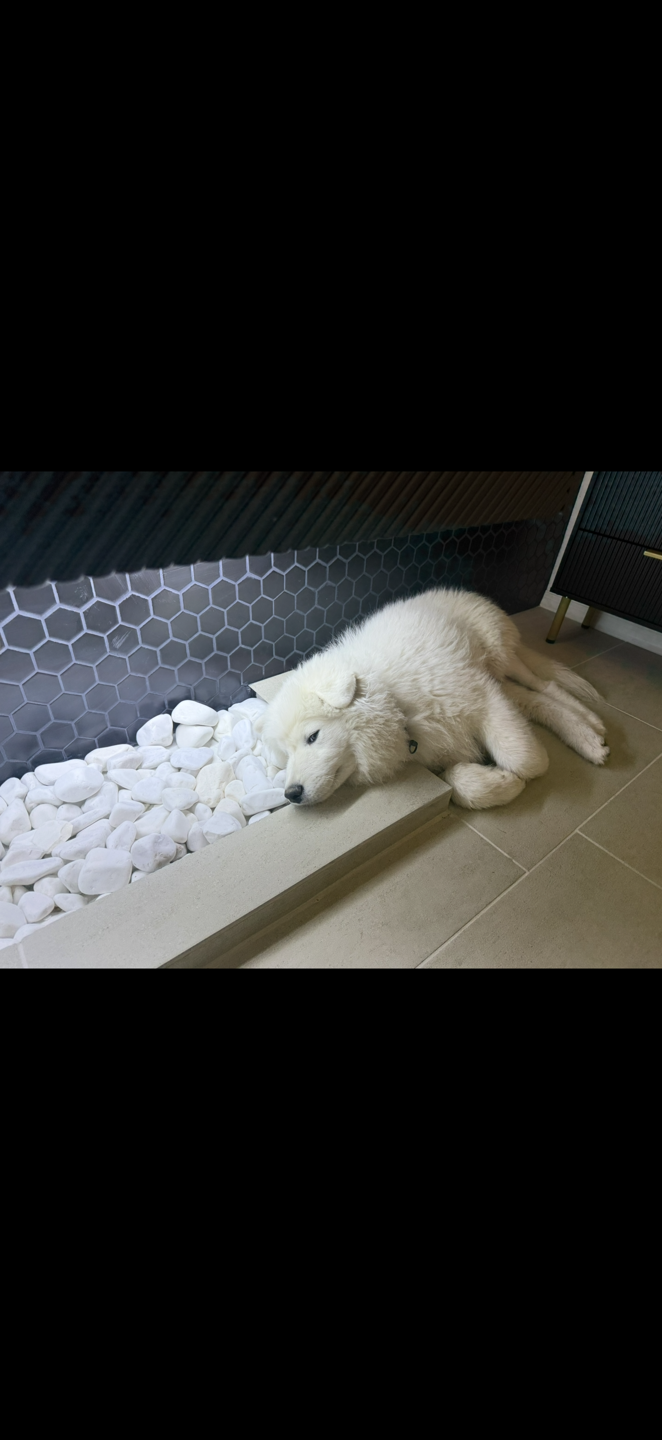 Bear — therapy dog at The Sutton Solution